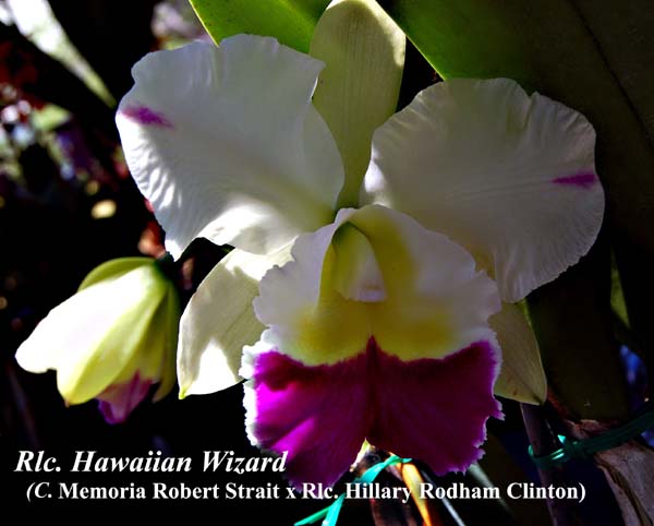 Rlc. Hawaiian Wizard (C. Memoria Robert Strait x Blc. Hillary Rodham Clinton)_0387