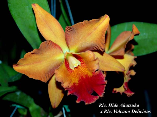 Rlc. Hide Akatsuka  x Rlc. Volcano Delicious_6825