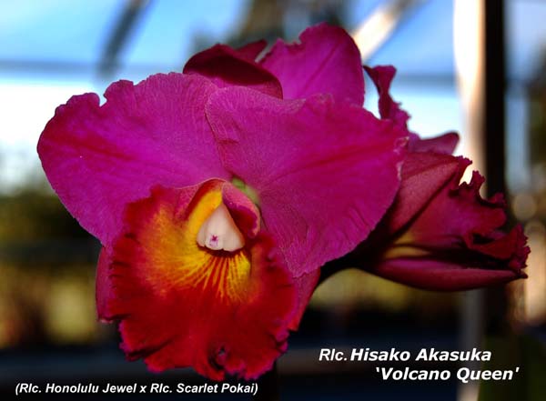 Rlc. Hisako Akasuka - Volcano Queen_8739
