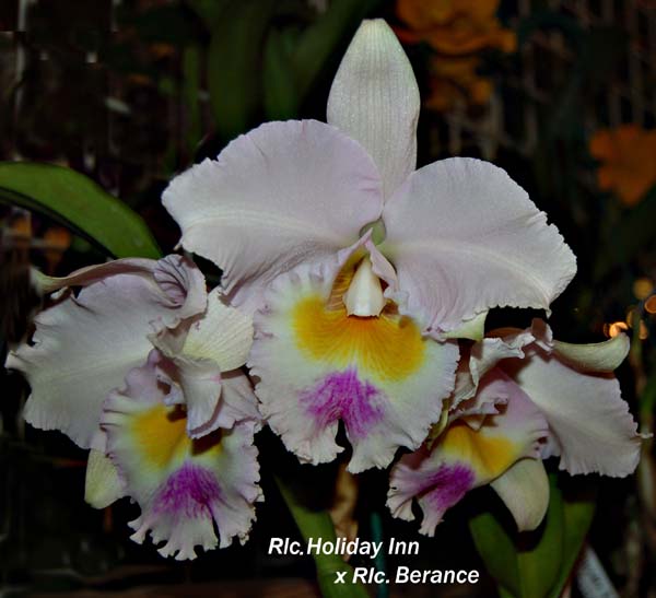 Rlc. Holiday Inn x Rlc. Berance5985