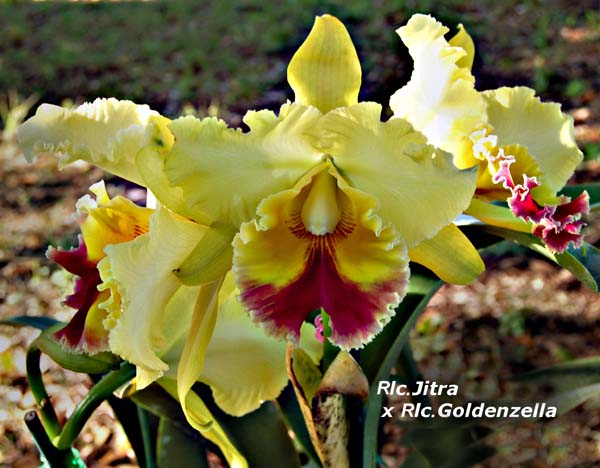 Rlc. Jitra 19188 x Rlc. Goldenzella 'Lemon Chiphon'_5012