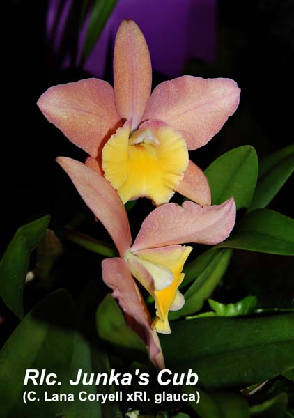 Rlc. Junkas Cub_8588