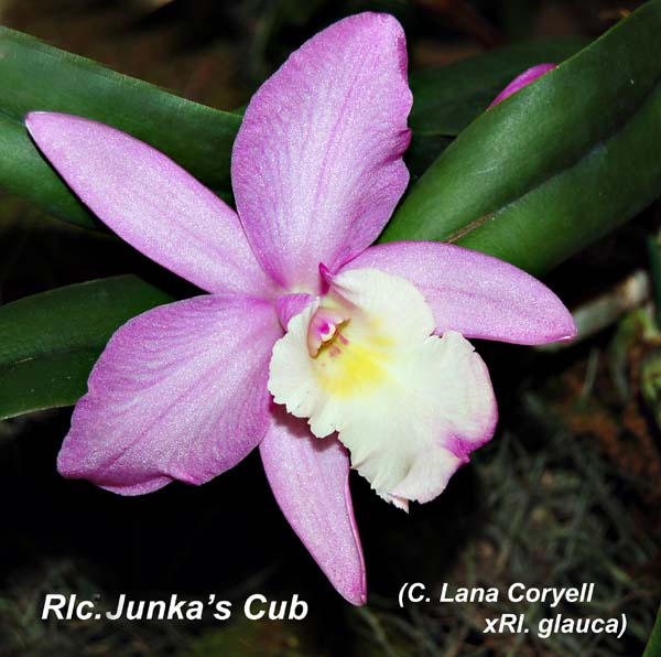 Rlc. Junkas Cub_9062