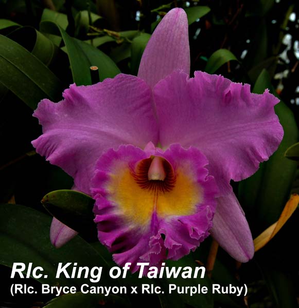 Rlc. King of Taiwan (Rlc. Bryce Canyon x Rlc. Purple Ruby)_5097