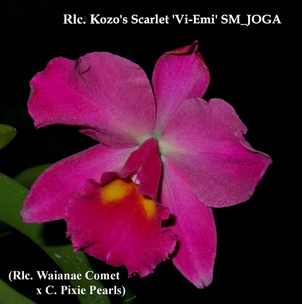 Rlc. Kozo's Scarlet 3219