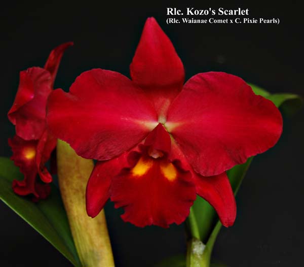 Rlc. Kozo's Scarlet_5447