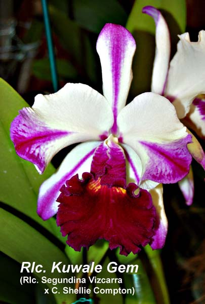 Rlc. Kuwale Gem_6628