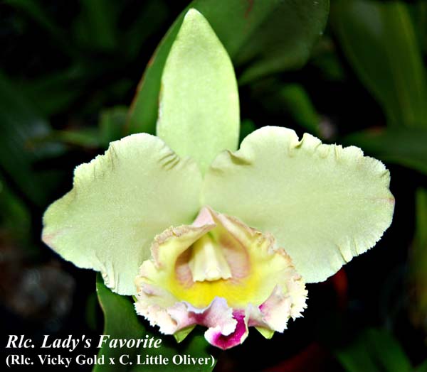 Rlc. Lady's Favorite _5728