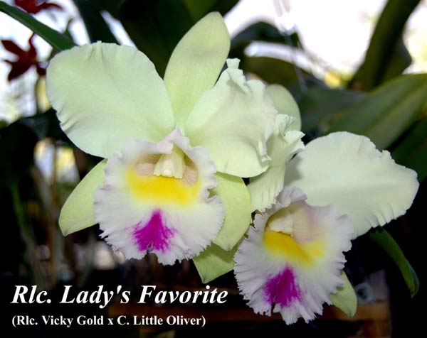 Rlc. Lady's Favorite_6940