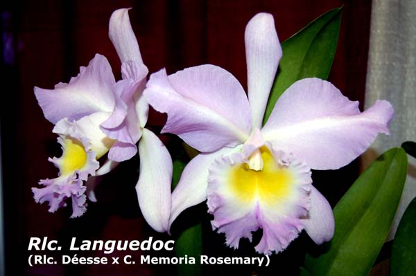 Rlc. Languedoc  _6660