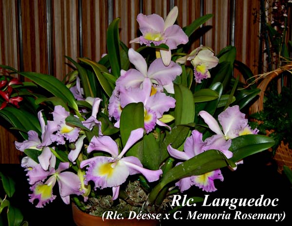 Rlc. Languedoc_4393