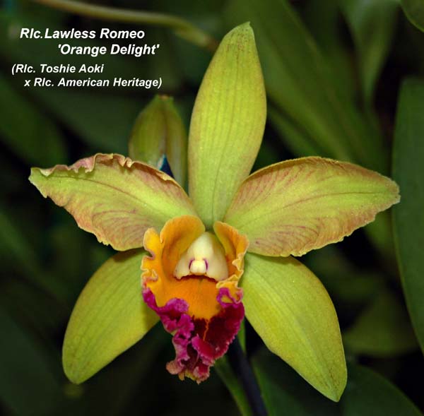 Rlc. Lawless Romeo _5789