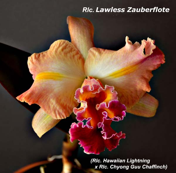 Rlc. Lawless Zauberflote_1974