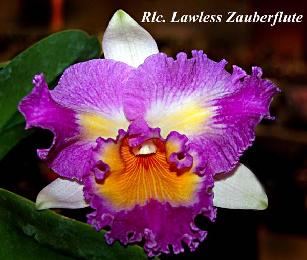 Rlc. Lawless Zauberflute maroon-blue_7100
