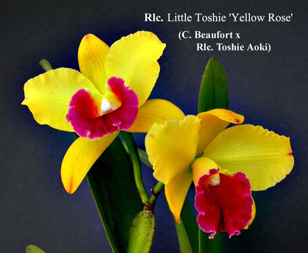 Rlc. Little Toshie 1080