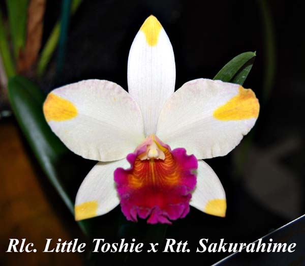 Rlc. Little Toshie x Rtt. Sakurahime_4391