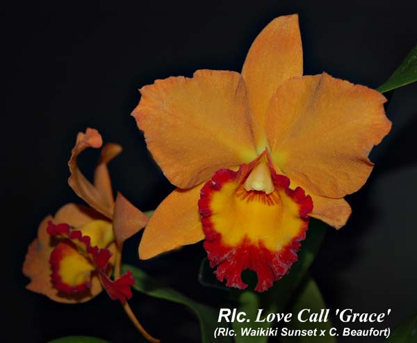 Rlc. Love Call_5212