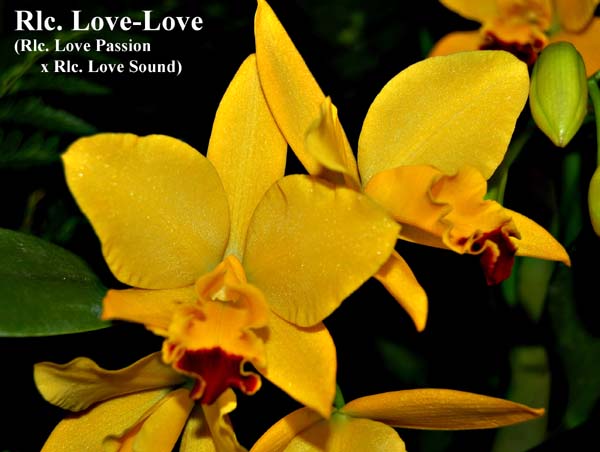 Rlc. Love-Love  _5379