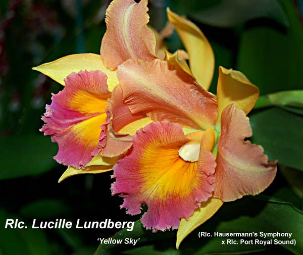 Rlc. Lucille Lundberg 'Yellow Sky'_5225