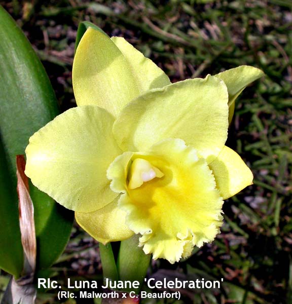 Rlc. Luna Juane 1028