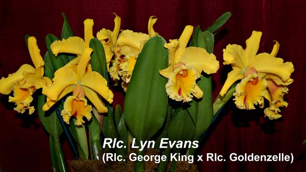 Rlc. Lyn Evans (Rlc. George King x Rlc. Goldenzelle)_4386