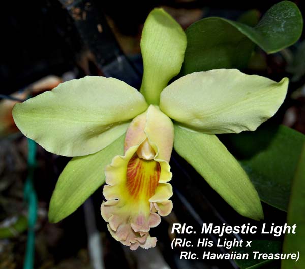 Rlc. Majestic Light (Rlc. His Light x Rlc. Hawaiian Treasure)_3699