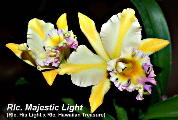 Rlc. Majestic Light (Rlc. His Light x Rlc. Hawaiian Treasure)_6279