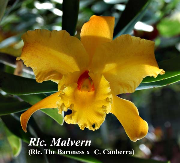 Rlc. Malvern (Rlc. The Baroness x C. Canberra)_1192