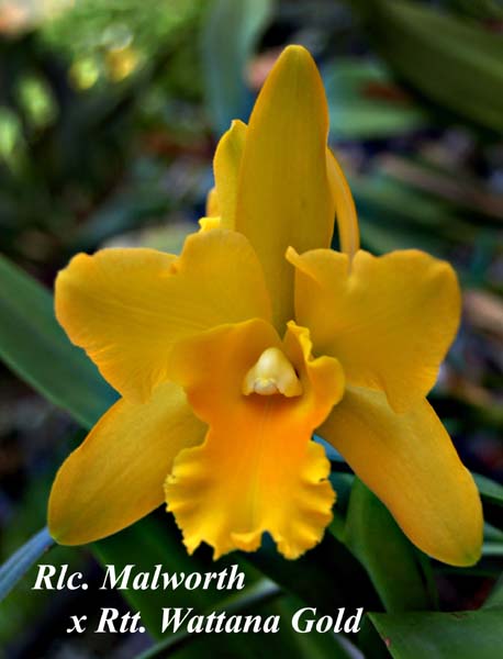 Rlc. Malworth  x Rtt. Wattana Gold 4598