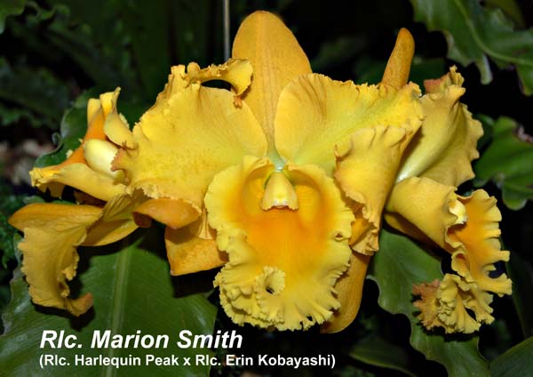 Rlc. Marion Smith_4639