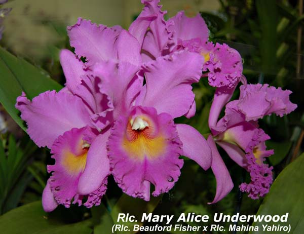 Rlc. Mary Alice Underwood_4294