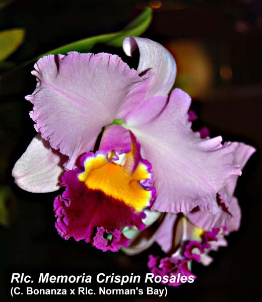 Rlc. Mem. Crispin Rosales_5963