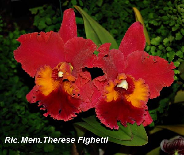Rlc. Mem. Therese Fighetti_8813
