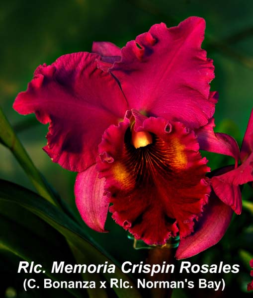Rlc. Memoria Crispin Rosales (C. Bonanza x Rlc. Normans Bay)_1752