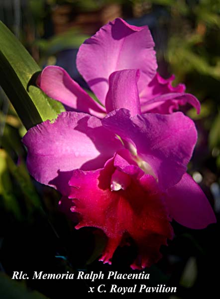 Rlc. Memoria Ralph Placentia  x C. Royal Pavilion_6490