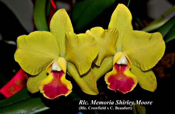 Rlc. Memoria Shirley Moore_2251