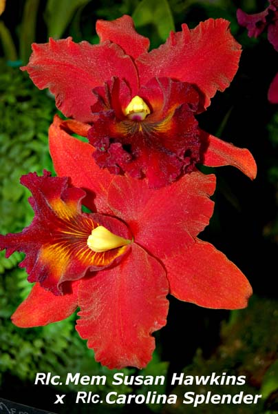 Rlc. Memoria Susan Hawkins x Rlc. Carolina Splender_4345
