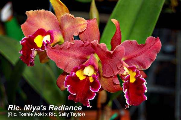 Rlc. Miyas Radiance_4038