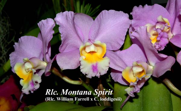 Rlc. Montana Spirit _5089