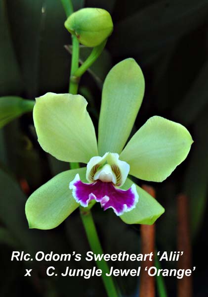 Rlc. Odoms Sweetheart ‘Alii’  x C Jungle Jewel_ Orange_6975