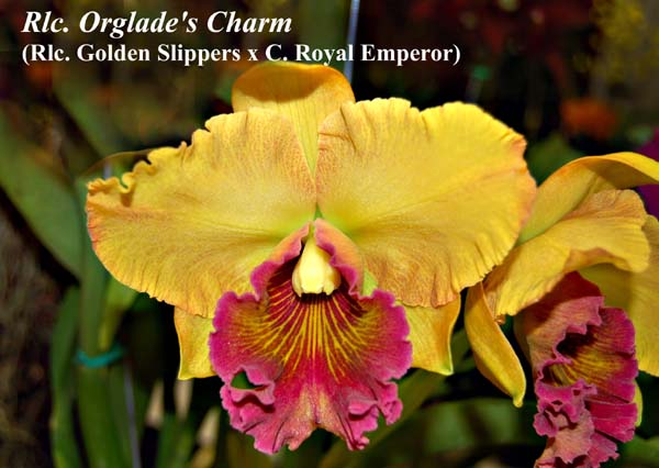 Rlc. Orglade's Charm_4416