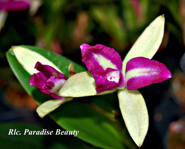 Rlc. Paradise Beauty_5593