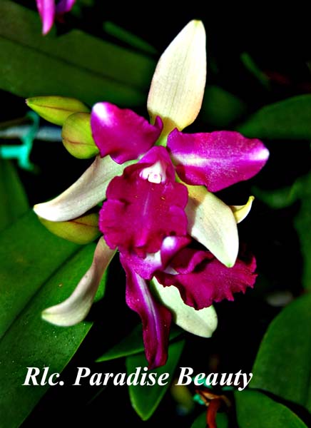 Rlc. Paradise Beauty_8232