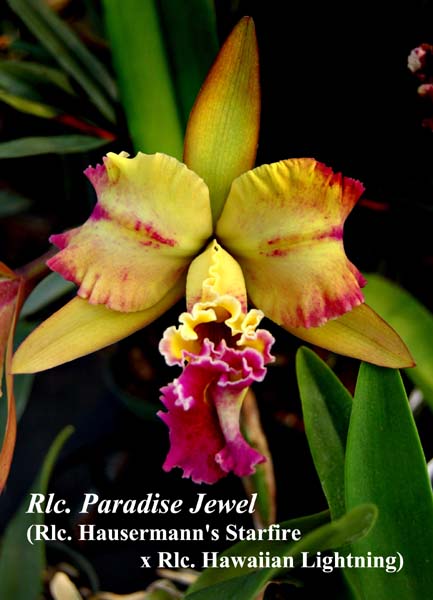 Rlc. Paradise Jewel_6349