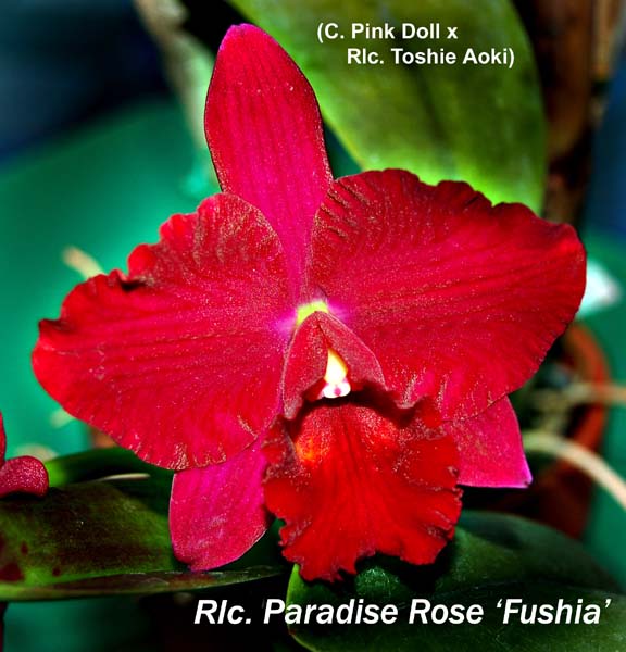 Rlc. Paradise Rose _5942