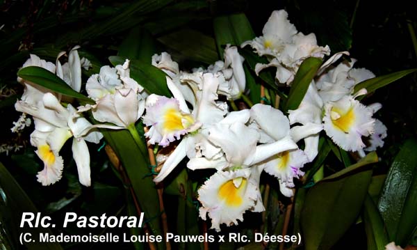 Rlc. Pastoral _2393