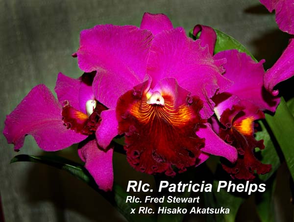 Rlc. Patricia Phelps (Rlc. Fred Stewart x Rlc. Hisako Akatsuka)_1704