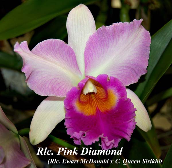 Rlc. Pink Diamond (Rlc. Ewart McDonald x C. Queen Sirikhit)_4412