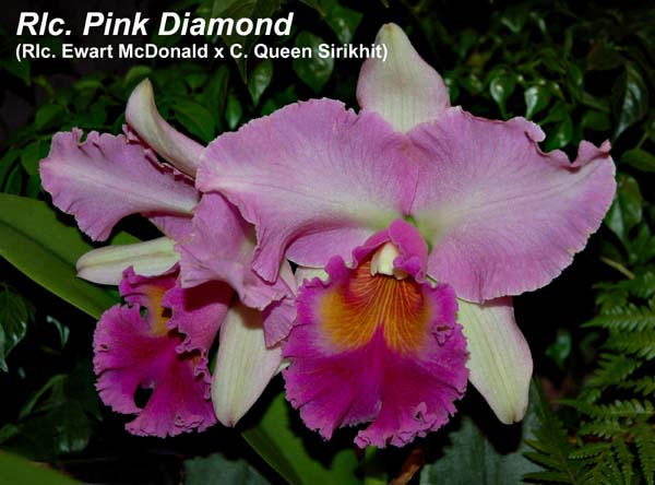 Rlc. Pink Diamond (Rlc. Ewart McDonald x C. Queen Sirikhit)_4637