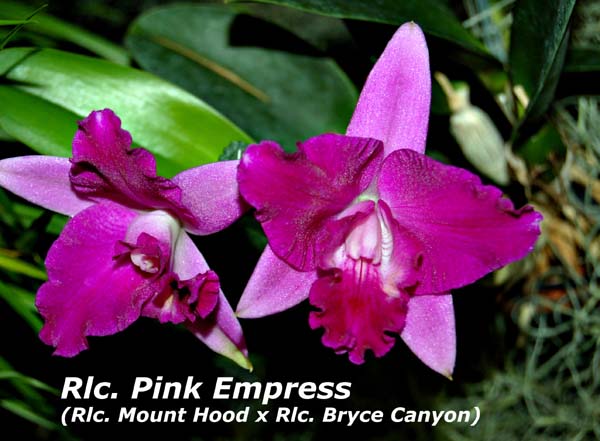 Rlc. Pink Empress  _6647